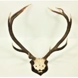 A set of large Deer Antlers, with eleven points, mounted on oak shield plaque with label "Brockey,