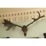 A pair of fossilized Antlers, of the pre-historic Great Irish Deer [Cervus Megaceros Hibernicus],