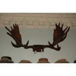 Taxidermy:ÿÿ A large Irish Stag Horns,ÿwith 20 points, on a wooden block, approx. 5' (153cms)
