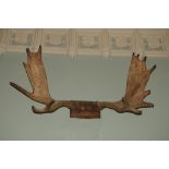 Taxidermy:  A pair of nicely mounted "White Stag" Horns, mounted on wooden block, 4'6" (134cms)