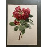 A set of 10 attractive coloured flower Prints, framed. (10)