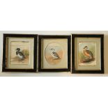 19th Century Anglo-Irish School  Watercolours, Set of three "Sea-Bird Studies," each approx. 7" x