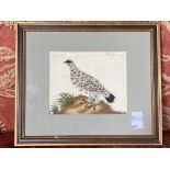 18th Century English School  Watercolour: "Ptarmigan," depicting a bird resting on a grassy bank,