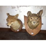 Taxidermy:ÿ Two Fox Head Trophies, each mounted on wooden panels, one by A.Spicer & Sons,