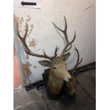 Taxidermy:ÿ A large stuffed and mounted Stag Head,ÿ42" (107cms), together with another much larger