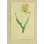 A collection of 7 various coloured Flower and Bird Prints, various sizes. (7)