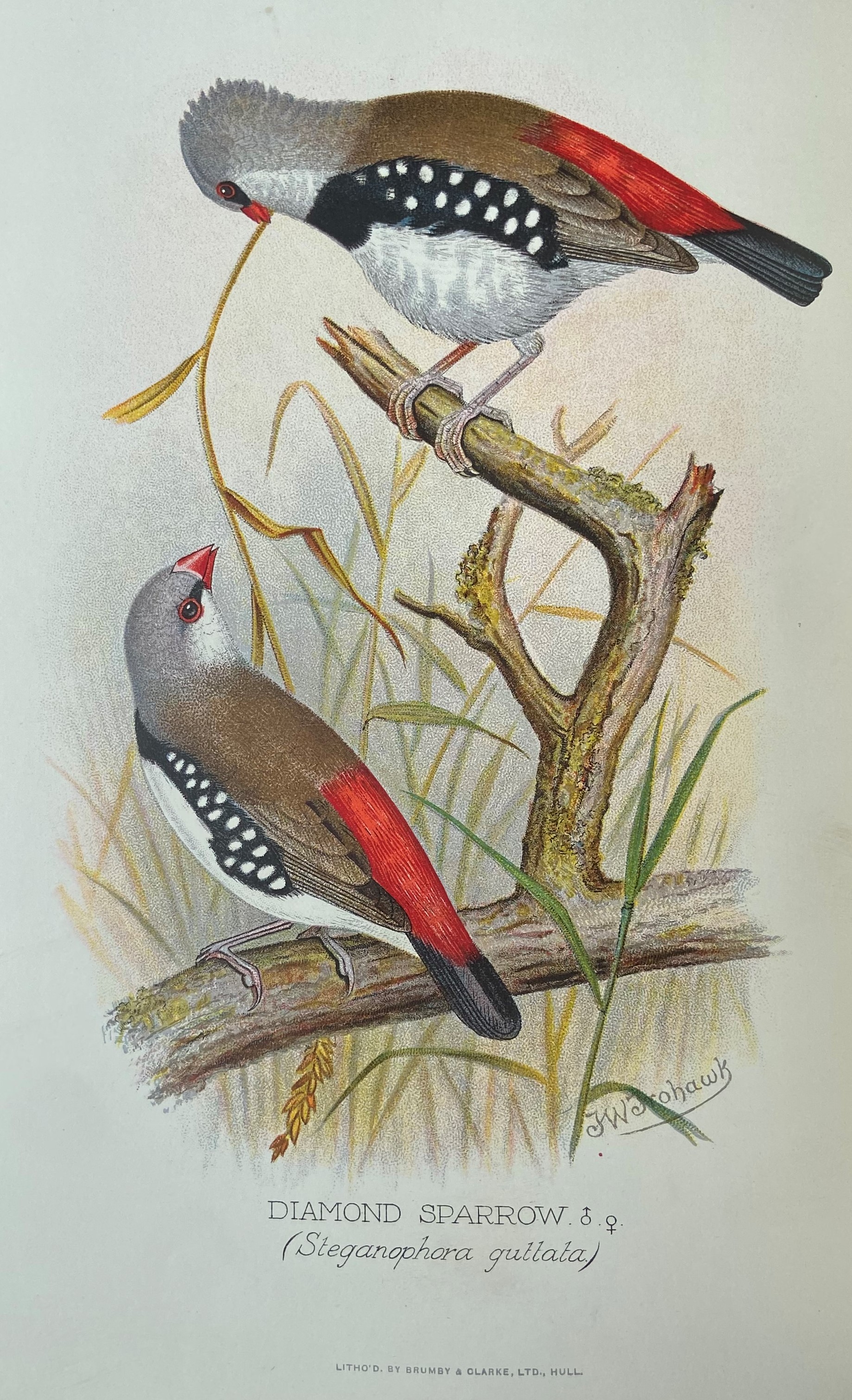 Butler (Arthur G.)ÿForeign Finches in Captivity, small folio Hull & L. 1899.ÿSecond Edn., 60 cold. - Image 2 of 2