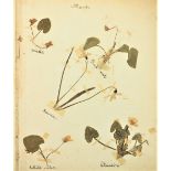 Dried Flowers: An Album of approx. 30, 4to pages of dried flowers, probably an amateurs