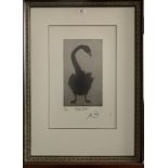 Etching “Black Swan” by K.M. Limited Edition 89/100.7” x 12”, frame 21” x 29”. Good condition