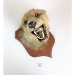 Taxidermy fox’s head mounted on wooden plinth, 10” high