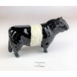 Beswick Beltie Galloway bull. Tiny paint chip to front hoof