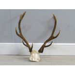 Red deer part skull ten point antlers specimen, overall height approx 24"