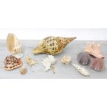 Small collection of seashell specimens