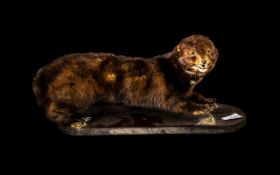 Taxidermy Interest. A Figure of a Pole Cat raised on a wooden plinth. Measuring 12 inches in length.