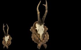 Taxidermy Interest - Mounted Pair of Roe Deer Antlers for wall hanging, on a wooden leaf shape base.