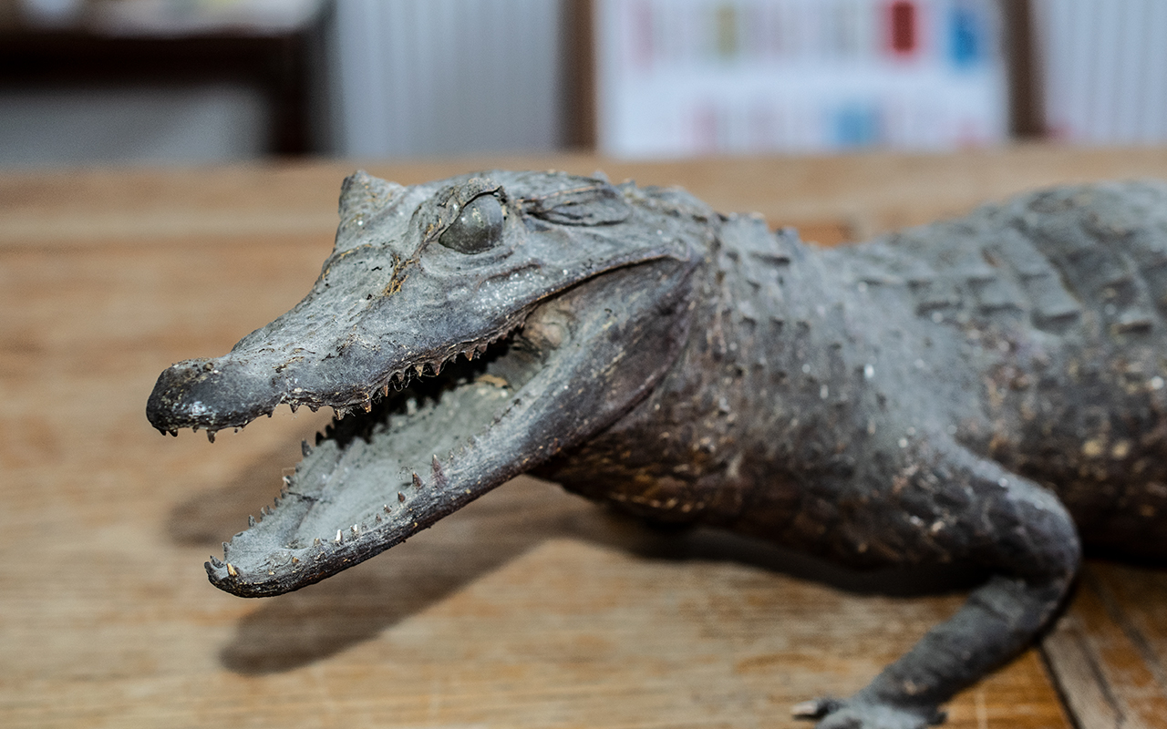 Taxidermy Interest - Antique Alligator, Mouth Open, Glass Eyes. 34 Inches In Length. Please See