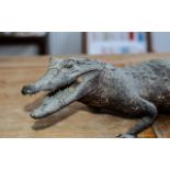 Taxidermy Interest - Antique Alligator, Mouth Open, Glass Eyes. 34 Inches In Length. Please See