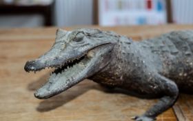 Taxidermy Interest - Antique Alligator, Mouth Open, Glass Eyes. 34 Inches In Length. Please See