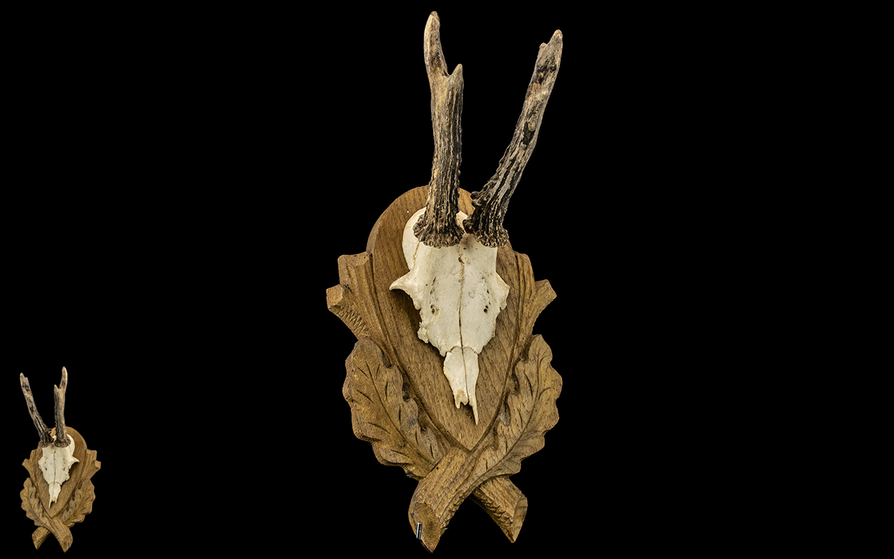 Taxidermy Interest - Mounted Pair of Roe Deer Antlers for wall hanging, on a wooden leaf shape base.