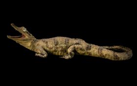 Taxidermy Interest - Victorian Alligator In Attack Form. 19 Inches In length. Please See Photo.