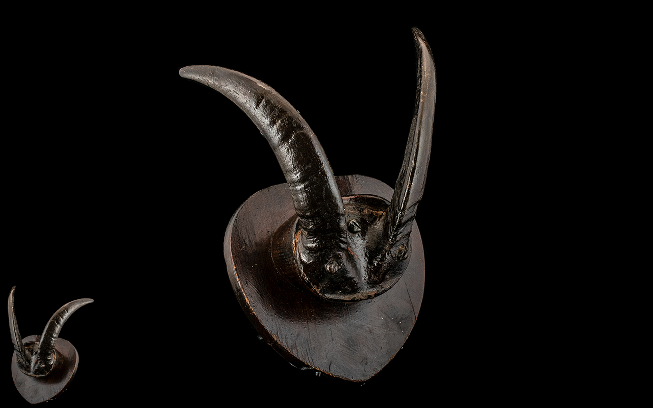 Taxidermy Interest - Horns of a Wild Mountain Goat for wall hanging, mounted on a wooden base.