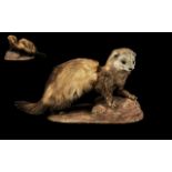 Taxidermy Interest - Weasel/Stoat mounted on a raised base. In good condition, golden brown colour