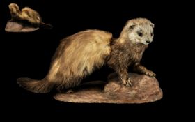 Taxidermy Interest - Weasel/Stoat mounted on a raised base. In good condition, golden brown colour