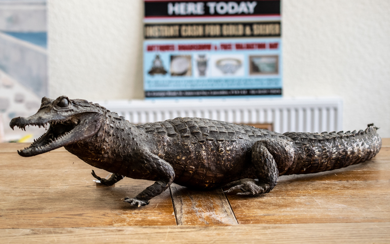 Taxidermy Interest - Antique Alligator, Mouth Open, Glass Eyes. 34 Inches In Length. Please See - Bild 2 aus 2