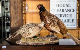 Taxidermy Interest - Two Pheasants on naturalistic base. Full length (including tail) 42 inches.