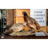 Taxidermy Interest - Two Pheasants on naturalistic base. Full length (including tail) 42 inches.