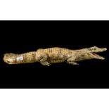 Taxidermy Interest - Cayman Alligator measures approx. 28" in length, tail curled round.