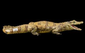 Taxidermy Interest - Cayman Alligator measures approx. 28" in length, tail curled round.