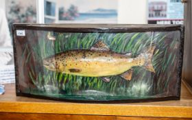 Taxidermy Interest: Large Fish in Curved Display Case, 26.