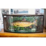 Taxidermy Interest: Large Fish in Curved Display Case, 26.