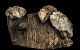 Taxidermy Interest: Three Porcupines,