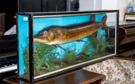 Taxidermy Interest: Large Antique Pike in Glass Case, late 19th/early 20thC pike in fitted glass