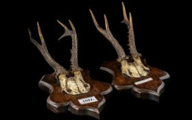 Two Pairs of Roe Deer Antlers, mounted on wooden shields,