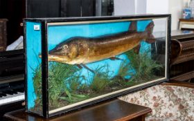 Taxidermy Interest: Large Antique Pike i