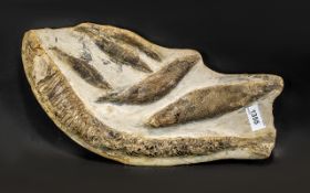 Fossil Fish Matrix From Brazil, Lower Cretaceous Period, 110 million years old; 15 inches (37.