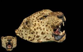 Taxidermy Interest - 19th Century Leopard's Head, wood mount, worn areas to ears and nose.