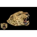 Taxidermy Interest - 19th Century Leopard's Head, wood mount, worn areas to ears and nose.