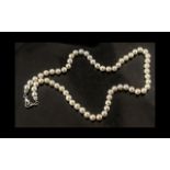 Single Strand Freshwater Pearls with silver clasp.
