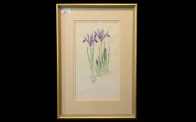 Mary Bates Botanical Watercolour of Iris Reticulata, framed and mounted behind glass,