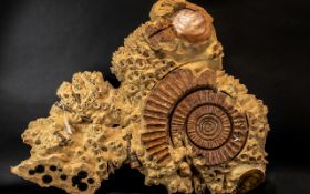 John Grimshaw, artist from Bentham, Burl Wood Fossil Carving, central large ammonite and various