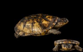 Taxidermy Interest. Small Tortoise.