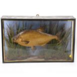 Taxidermy: A bream in glazed case