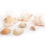 A collection of shells