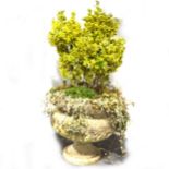 Haddonstone style pedestal garden urn