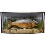 Taxidermy: Rainbow Trout, naturalistically mounted in a bowfront glazed case,