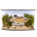 Taxidermy: Trout, mounted in a bowfront glazed case,